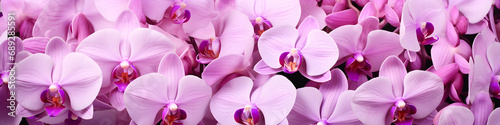 orchid flowers background banner photo