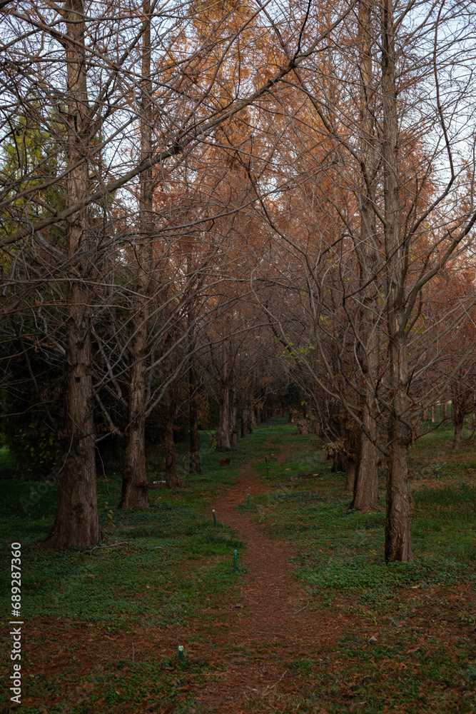 Autumn forest background, old trees, pathway in the forest Autumn forest background, old trees, pathway in the forest