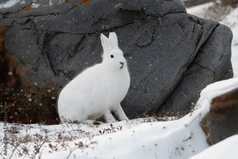 Arctic hare sitting by a rock