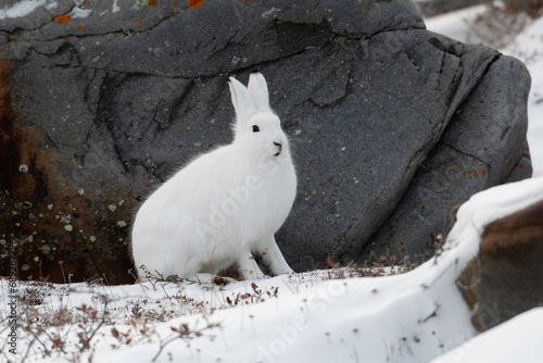 Obraz na płótnie Arctic hare sitting by a rock w salonie