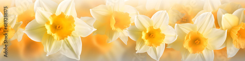 daffodil flowers background banner #689288175