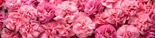 carnation flowers background banner