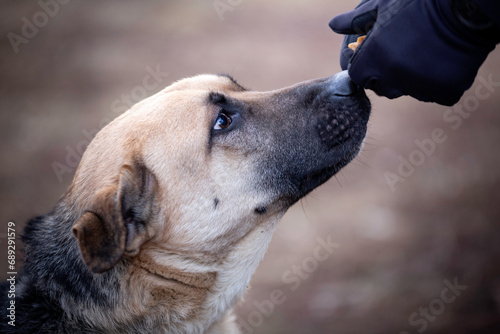 Pies dostaje smakołyk z ręki człowieka