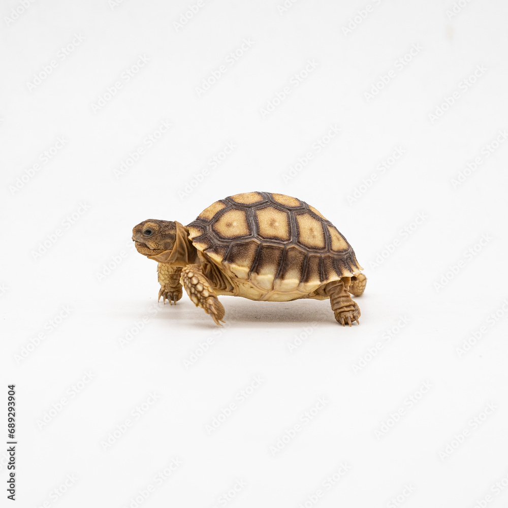Fototapeta premium Portrait of a baby Sulcata tortoise seized for illegal wildlife trade in a rehabilitation center in India