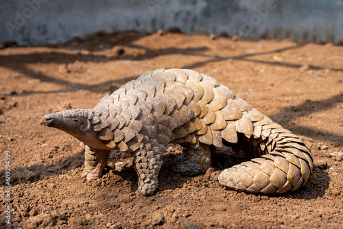 Portrait of an Indian pangolin in a rehabilitation enclosure.