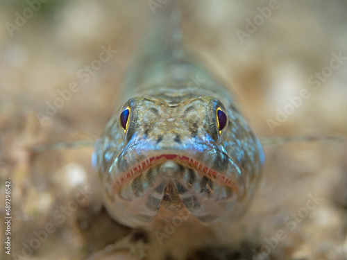 Reef Lizardfish - Synodus variegatus - Riff-Eidechsenfisch