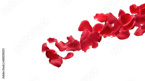 Floating red rose petal isolated on white. Background concept for love greetings on valentines day and mothers day. Space for text