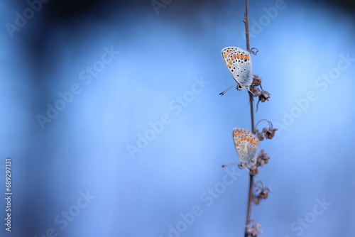 due farfalle comune blu su un fiore al tramonto photo
