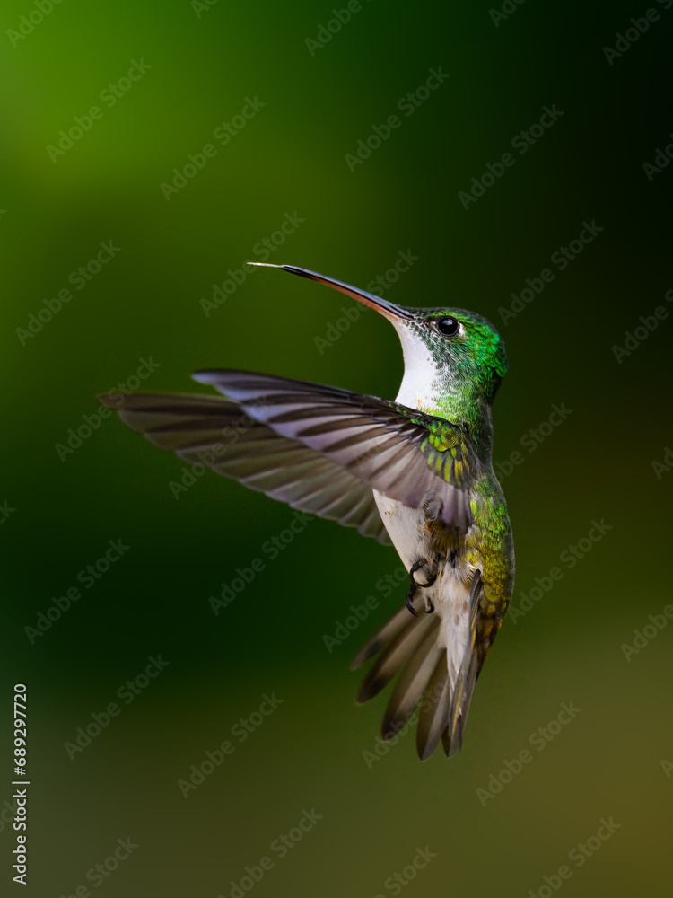 Fototapeta premium Andean Emerald Hummingbird in flight on dark green background