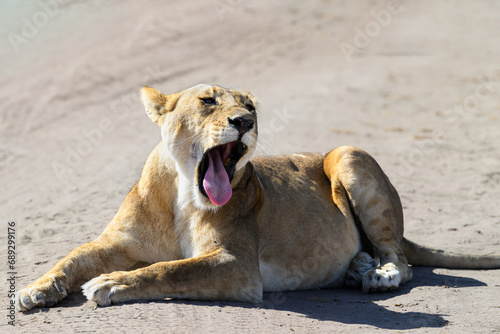  Lioness resting on the road in savannah and yawning