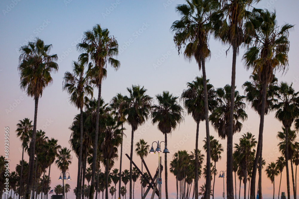 Fototapeta premium Rows of palm trees in the sunset sky in Venice Beach California
