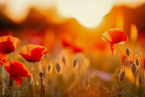 The landscape of poppy in a field, with the focus on the setting sun. The grassy meadow is blurred, creating a warm golden hour effect during sunset and sunrise time.