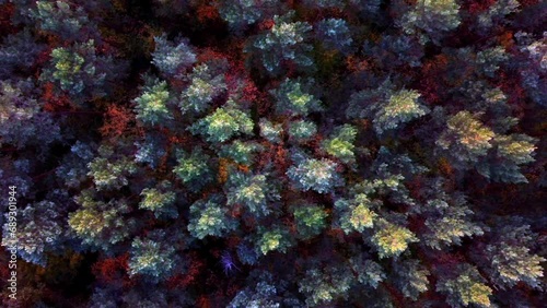forest from above