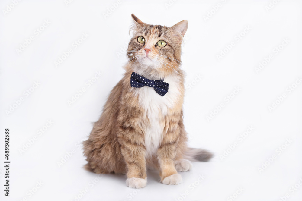 Portrait of a Cat with a blye butterfly on a light background. Animal background. Isolated Kitten in on white background. Beautiful funny Kitten with a red bow tie. Cat posing at camera. Animal theme