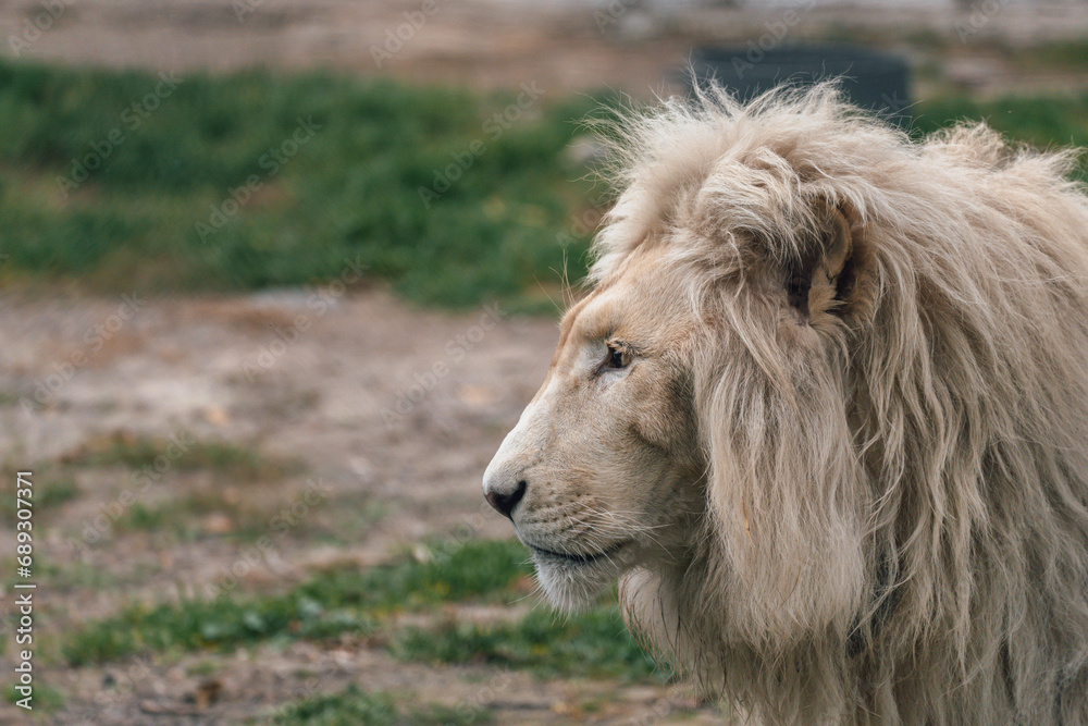 Beautiful mature lion
