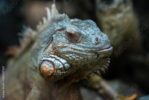 Large greenish lizard