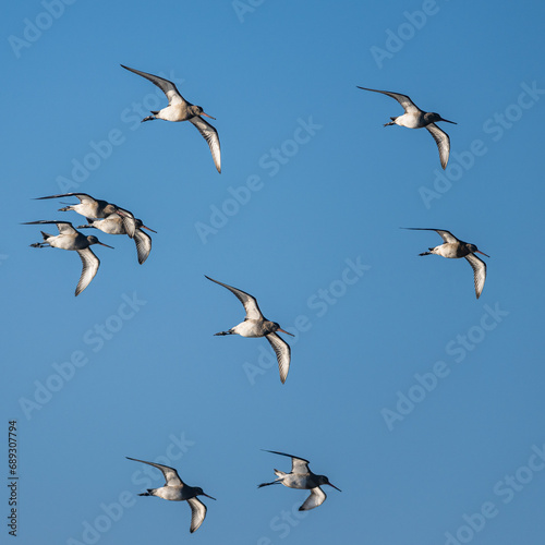 Black-tailed Godwit  Limosa limosa  birds in flight over Marshes at winter time