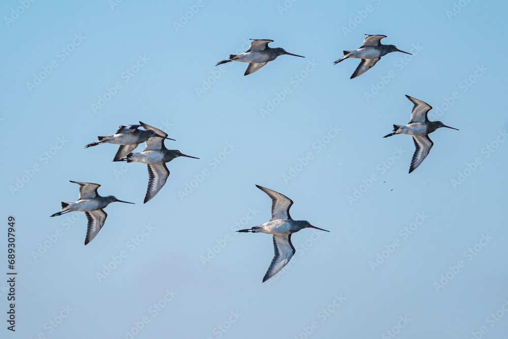 Black-tailed Godwit, Limosa limosa, birds in flight over Marshes at winter time