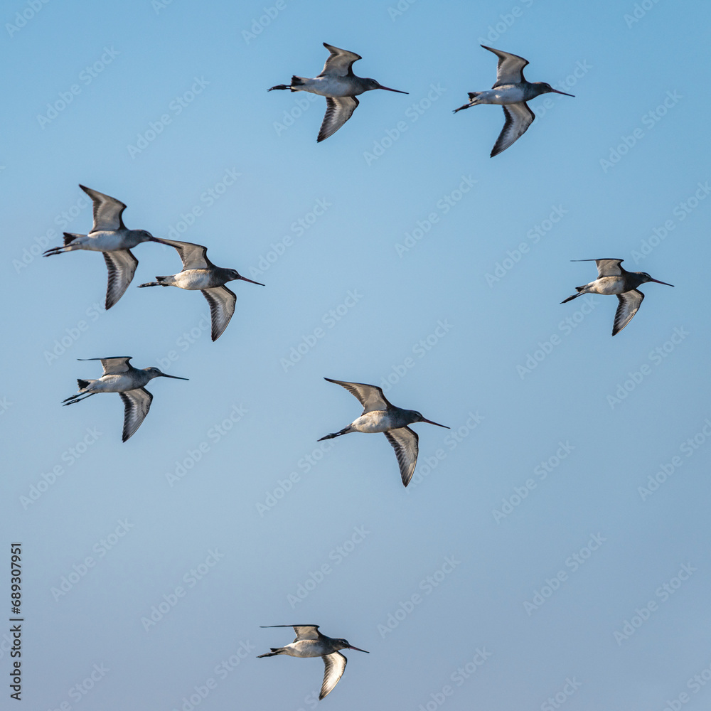 Black-tailed Godwit, Limosa limosa, birds in flight over Marshes at winter time Black-tailed Godwit, Limosa limosa, birds in flight over Marshes at winter time