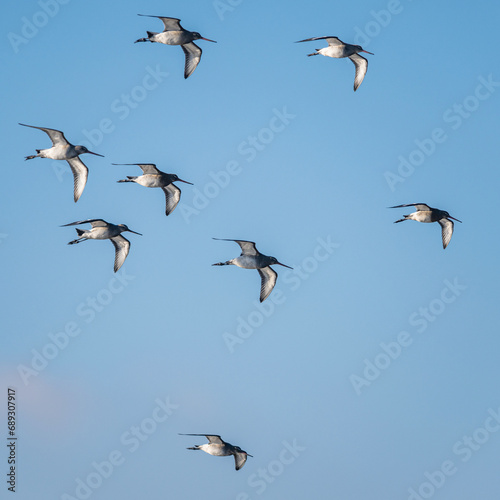 Black-tailed Godwit, Limosa limosa, birds in flight over Marshes at winter time