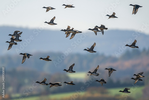 Eurasian Wigeon, Mareca penelope, birds in flight over Marshes