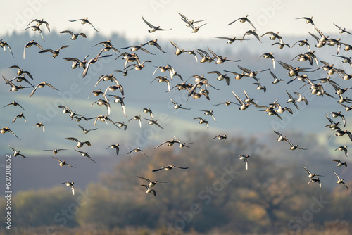 Eurasian Wigeon, Mareca penelope, birds in flight over Marshes