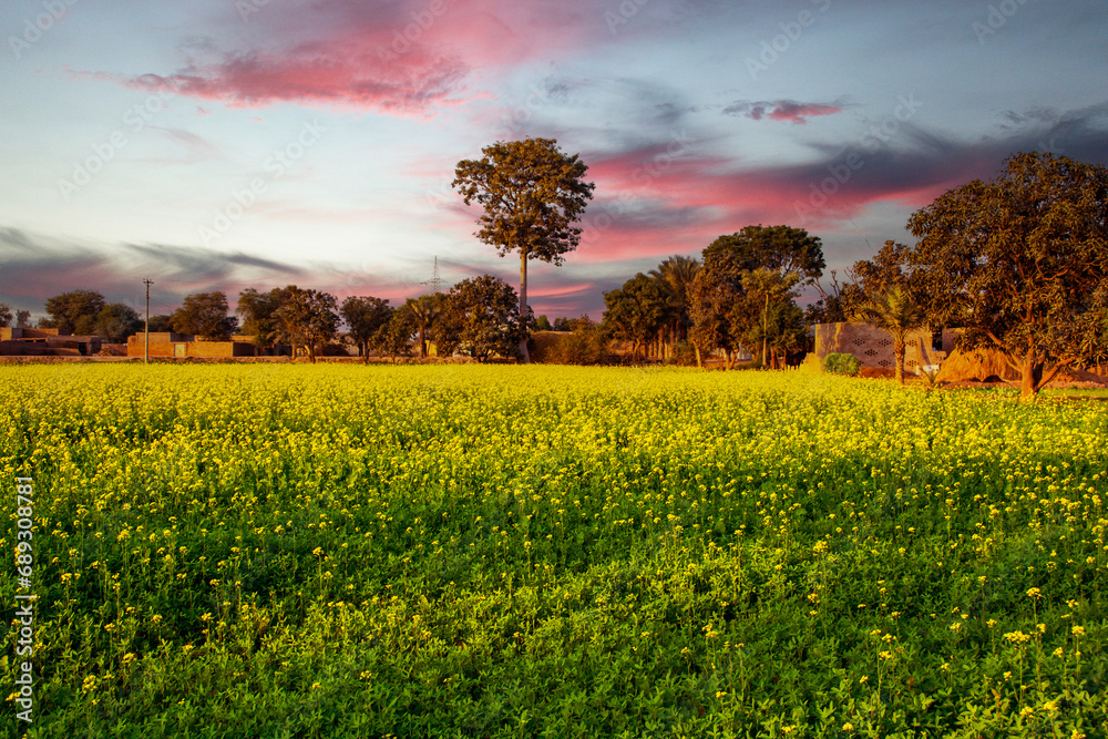 Obraz premium sunset over the mustard field in the village