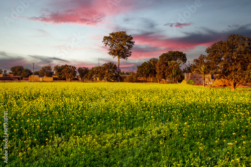 sunset over the mustard field in the village
