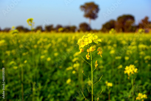 Canola flowers in the field