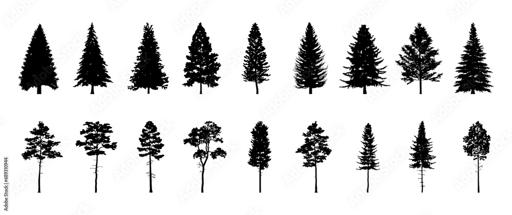 Set of conifer and fir tree silhouettes, black shapes on white background for forest designs. Vector illustration