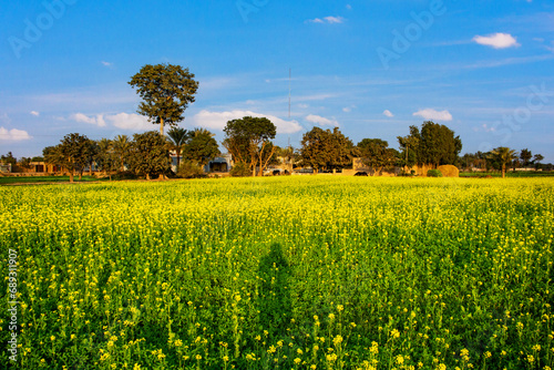 Mustard flowers in the field 