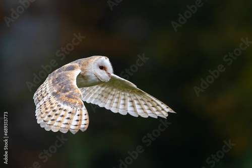 Beautiful barn owl during flight, Tyto alba © Wirestock
