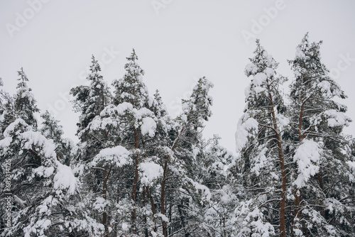 Scenic view of pine trees on snow