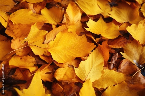 A bunch of yellow leaves lying on the ground. Suitable for autumn-themed designs and nature-related projects
