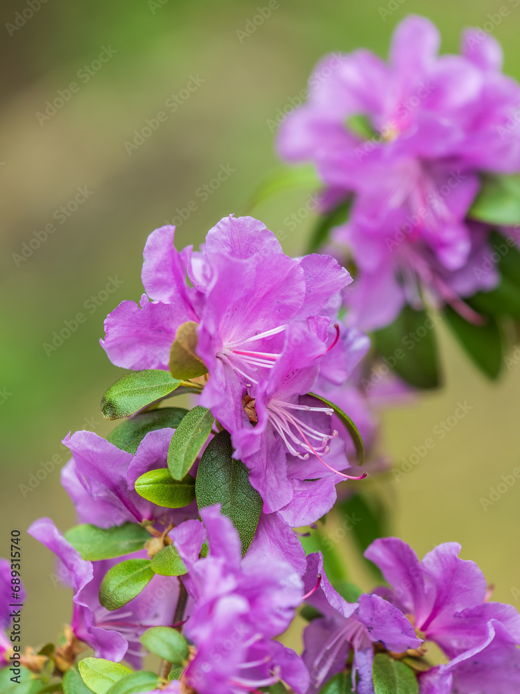 Pink flowers of Siberian rhododendron copy space. Rhododendron dauricum. Spring flowering of Altai rhododendron.