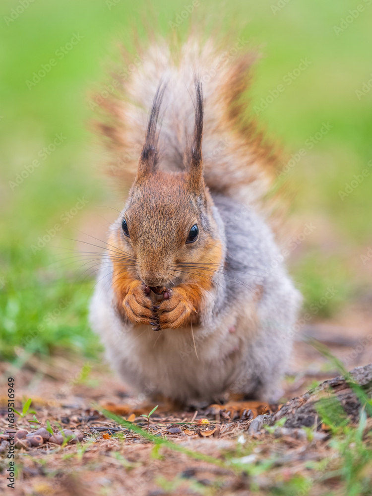 Squirrel eats a nut while sitting in green grass. Eurasian red squirrel, Sciurus vulgaris Squirrel eats a nut while sitting in green grass. Eurasian red squirrel, Sciurus vulgaris