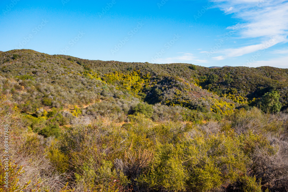Vibrant Greens in the Santa Monica Mountains Vibrant Greens in the Santa Monica Mountains