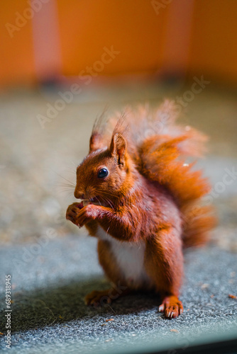 Squirrel Eating a Nut photo