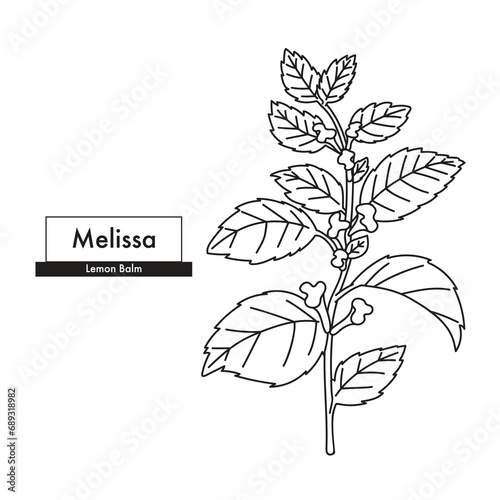 Melissa (Lemon Balm) botanical line art drawing. Best for organic cosmetics, ayurveda, alternative medicine. Vector illustration. photo