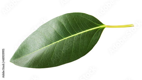 One green ficus leaf isolated on white background