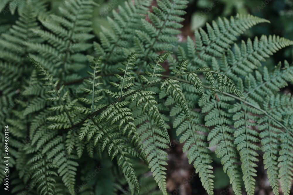fern leaf background