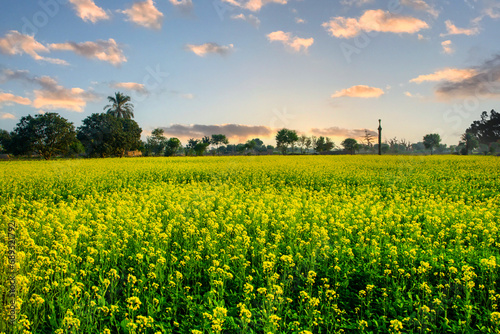 Yellow mustard field landscape in the countryside of the Punjab photo