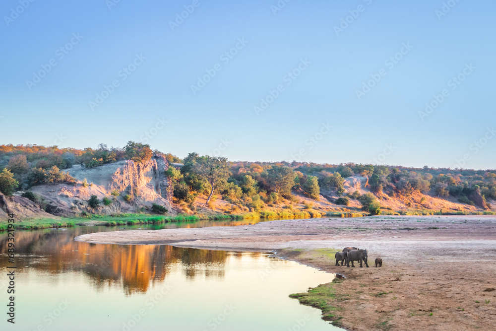 River flowing through Kruger National Park at sunset with a herd of African bush elephant (Loxodonta africana) drinking water, Kruger National Park, South Africa