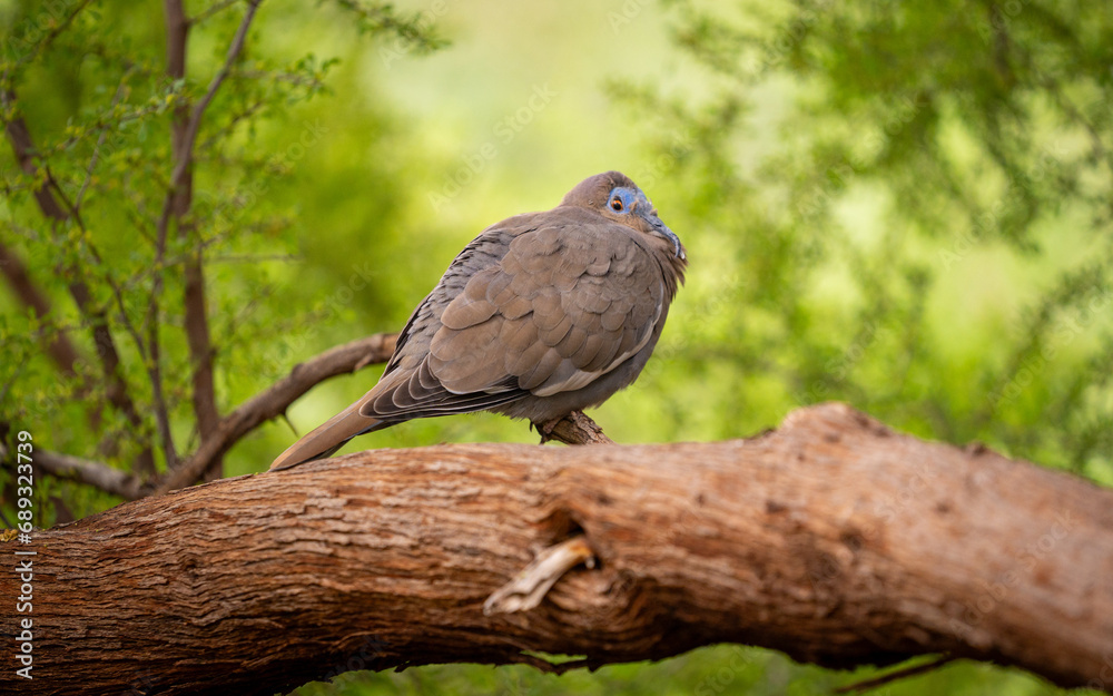Chubby bird with blue face perched on log Chubby bird with blue face perched on log