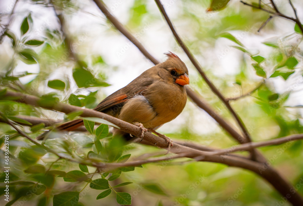 Obraz premium Small bird with orange bill perched on branch