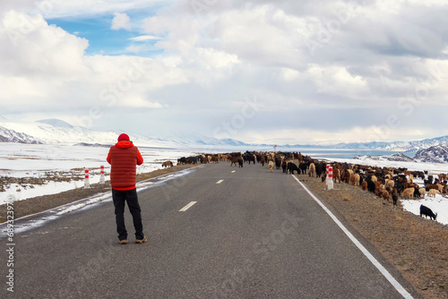 Big herd of sheep cross the road. Winter snow road to winter mountain. Winter snow rural road in Mongolia. Curious tourist got out of the car and take photos the congestion of sheep on the road. photo