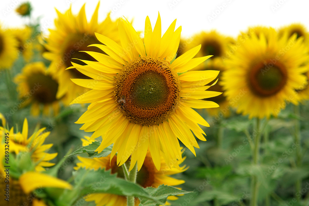 close-up of a beautiful sunflower in a field: Sunbeam, Helianthus annuus