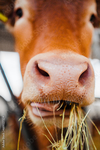 Cow Snout Eating Hay photo