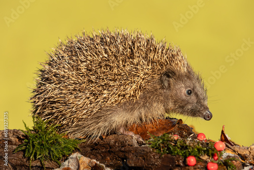 Hedgehog, Scientific name: Erinaceus Europaeus. Close up of an alert wild, native, European hedgehog facing right and foraging on a wet log with red berries. Clean background. Horizontal. Copy space