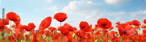 A field of red poppies under a blue sky